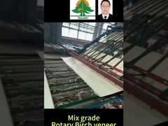 로터리 버치 플레어 전체 크기 두께 0.5mm 크기 2600 * 1300mm 혼합 등급