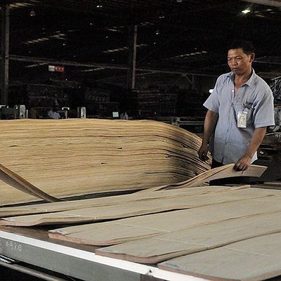 곧은 OEM 자연적 마호가니 목재 베니어는 문외피를 위해 곡물 2500-3100MM을 그림으로 나타냈습니다