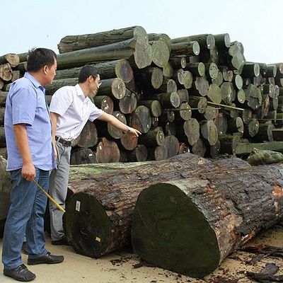 사람 만든 목재 장단 금색 메이플 붓 640-1280mm G.MB-X8008 자동차 내부를 위한 털 뒤
