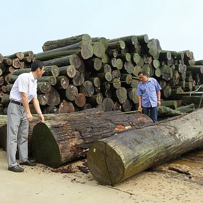 사람 만든 목재 장단 금색 메이플 붓 640-1280mm G.MB-X8008 자동차 내부를 위한 털 뒤