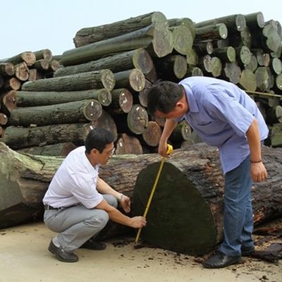 은 페어 슬라이스 절단 기술에 대한 고급 재조합 목재 장단 직선 곡물 너비 1280mm 문 피부에 대한 스플라이싱